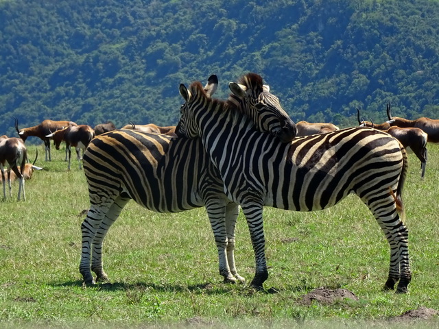bild 5 zebras im lake eland resort 640